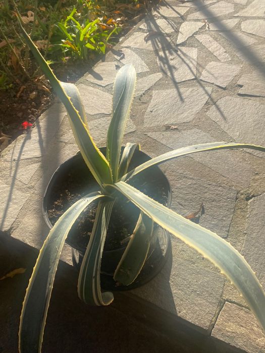 Vând floare Aloe Vera