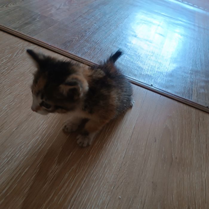Бесплатно котенок