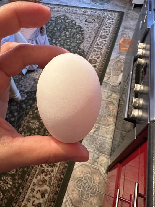 Куры несушки  на яйца