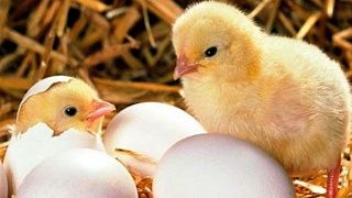 Продам цыплят бройлеров кобб 500