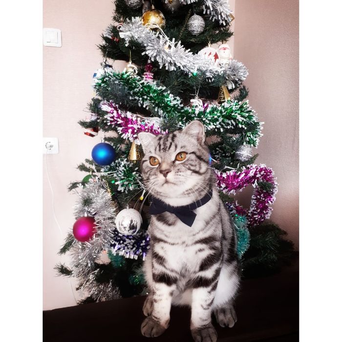 Вязка кот шотландец