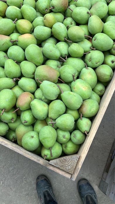 Pere lucas productie 2025