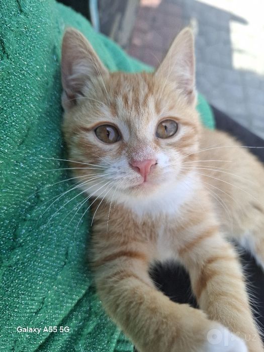 Котёнок" Рыжик" 3 месяца домашний