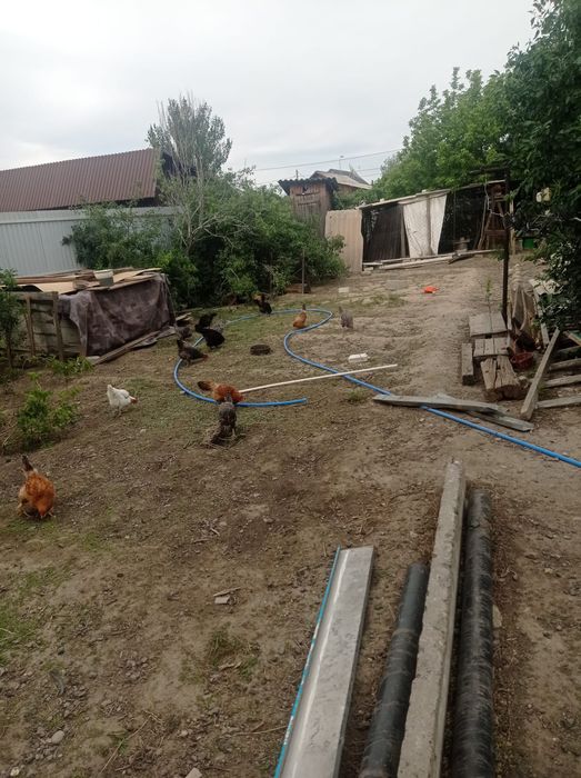 Курицы разные породы