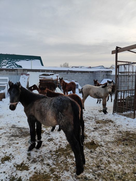 Жабағы Тай шығарлар