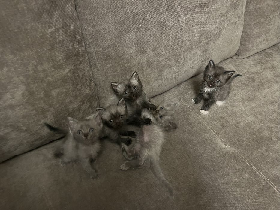 Котята в хорошие руки