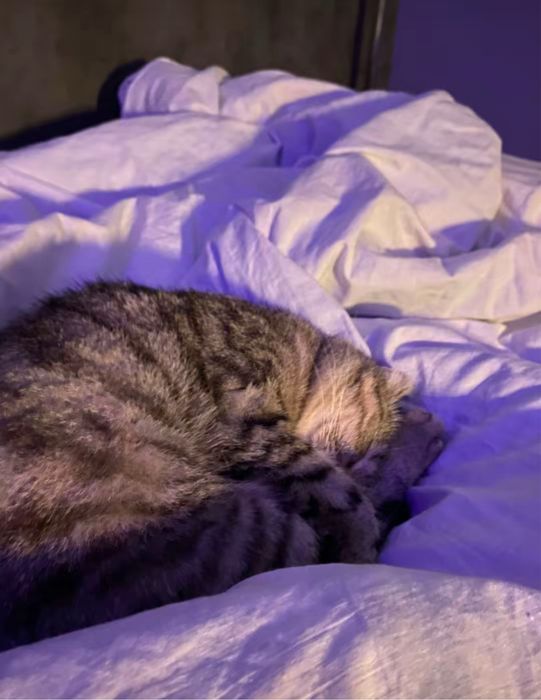 ласковый котенок бесплатно