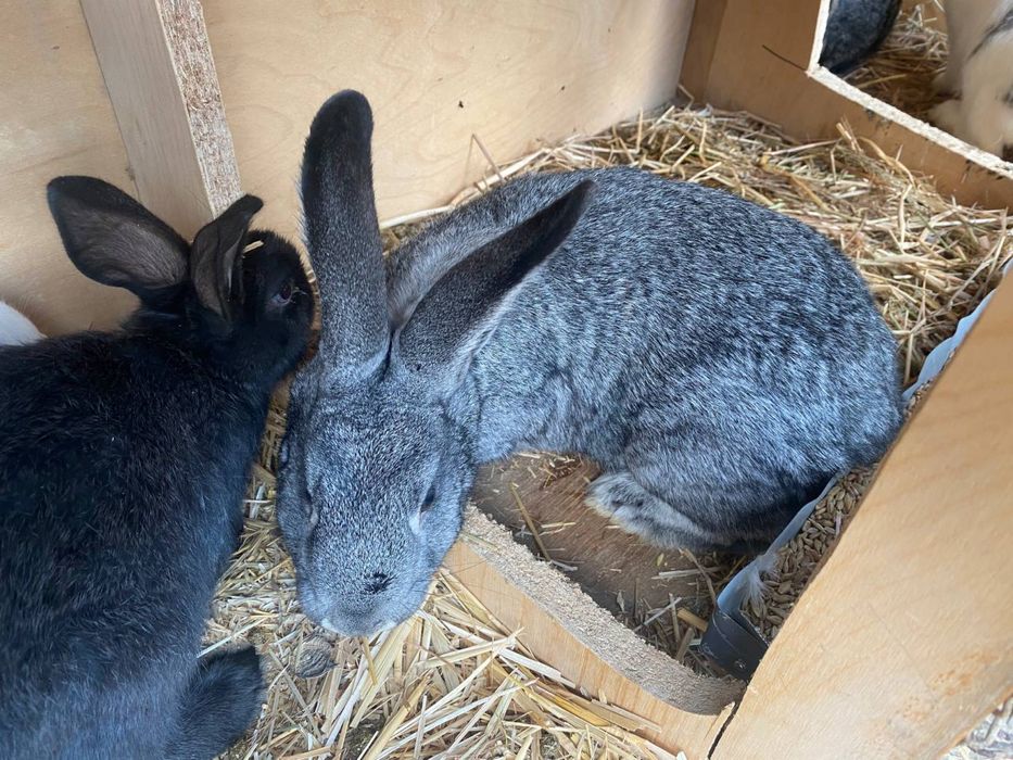 Куёнлар сотилади