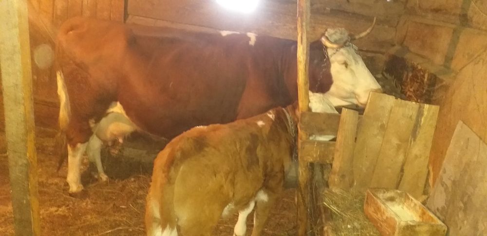 Vând vacă de 10 ani cu vițel