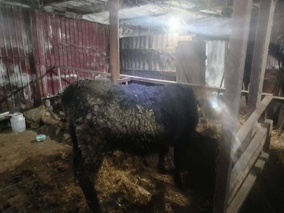 Продам 4 коровы и 1 тёлочка