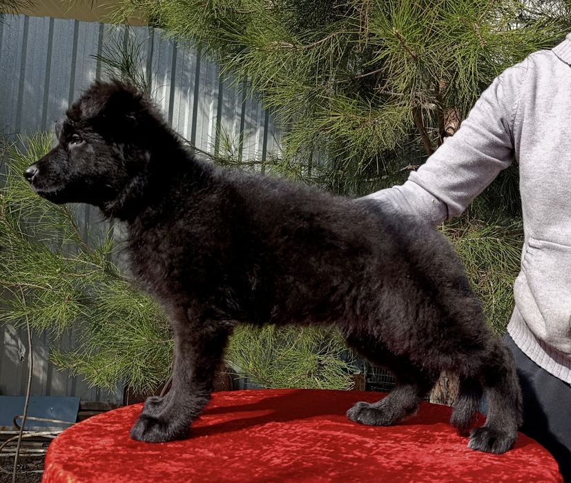 Немецкая овчарка черного окраса (сука)