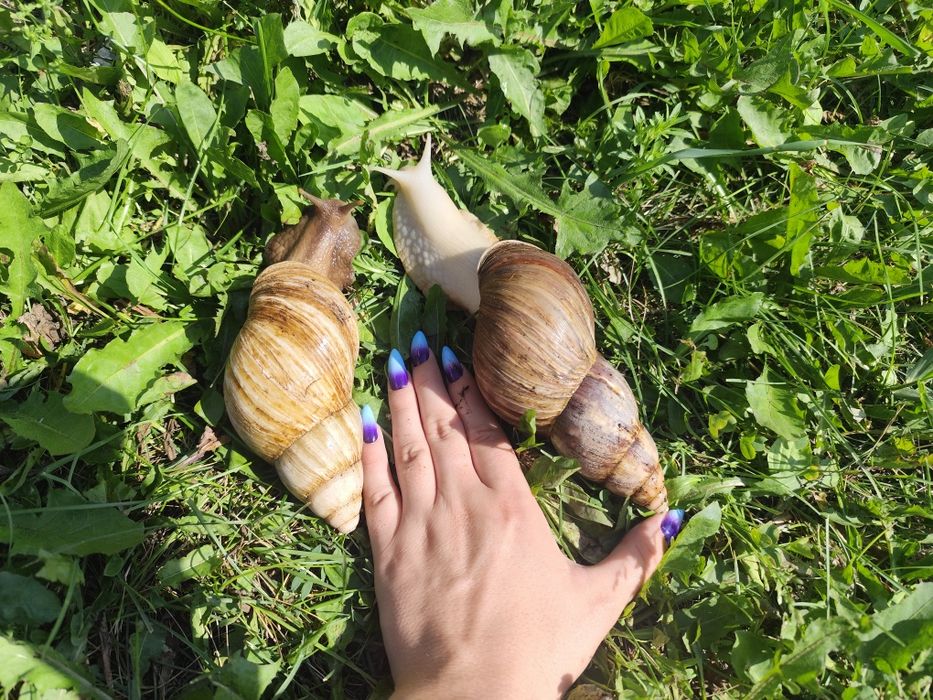 Улитки ахатины с аквариумом