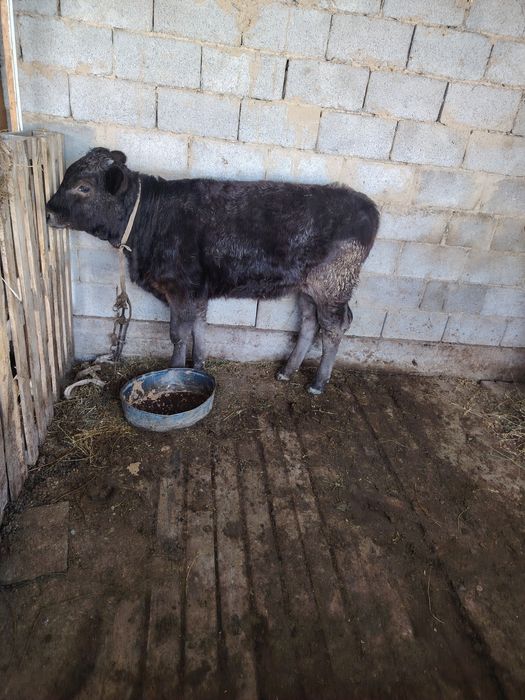 Продам карова сроч