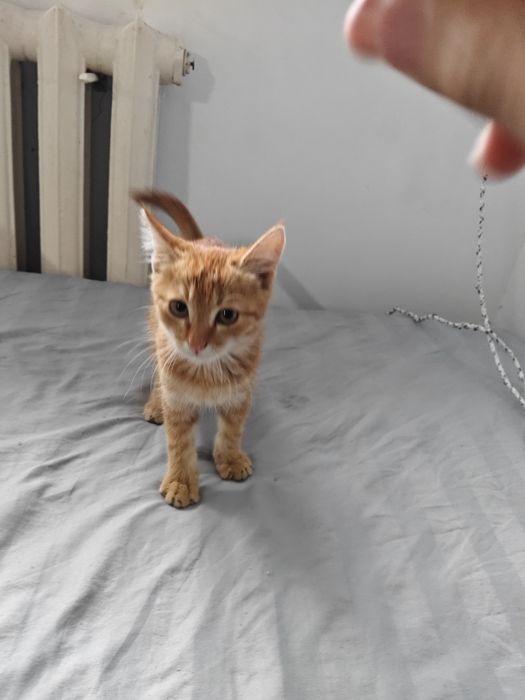 котёнок + сумка в подарок