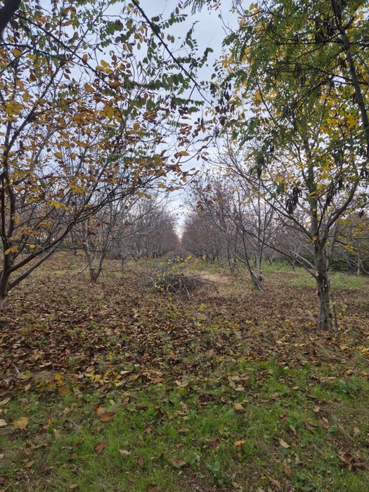 Livada de nuci pe rod