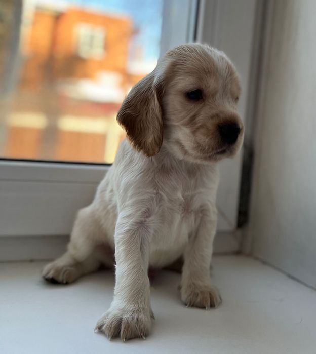 Продам щенков русский охотничий спаниэль.