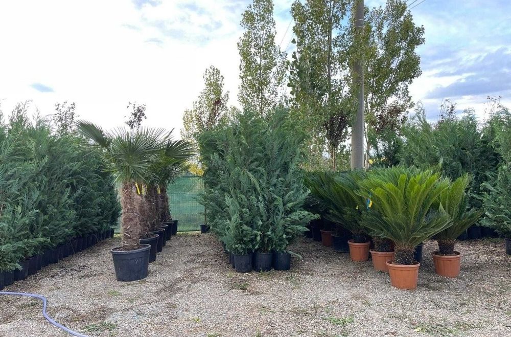 Plante ornamentale de diferite varietății