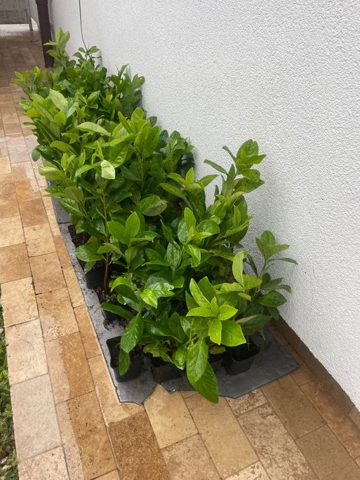 Laur Englezesc 30cm Novita