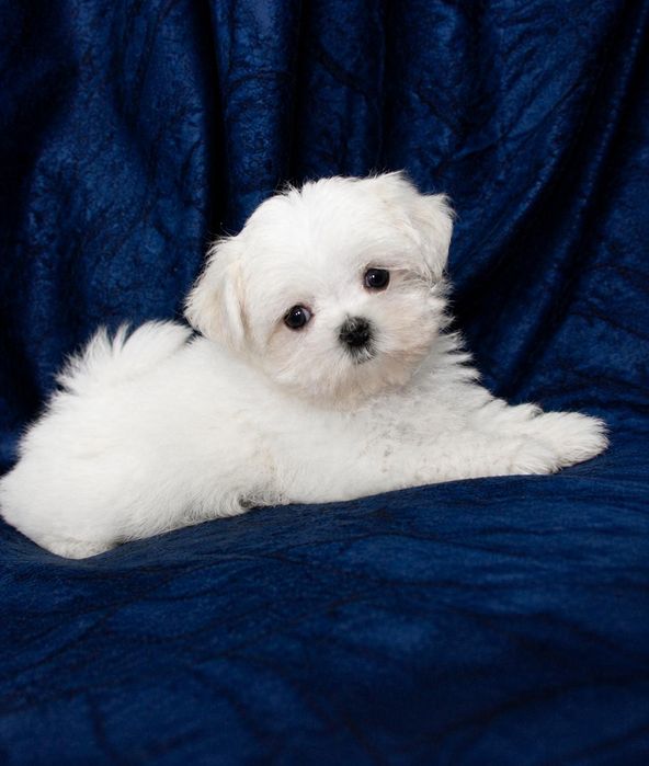 Bichon Maltez Mini Toy