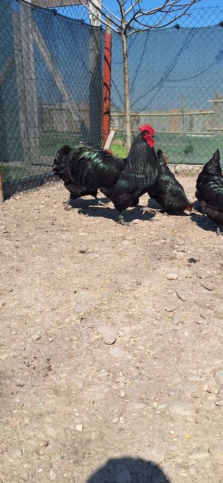 Gaini si cocosi de australorp si tineret