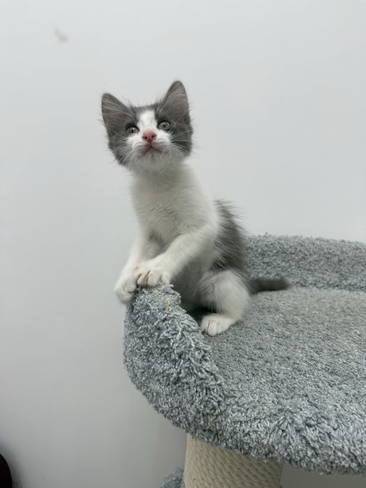 Котенок мальчик в добрые руки