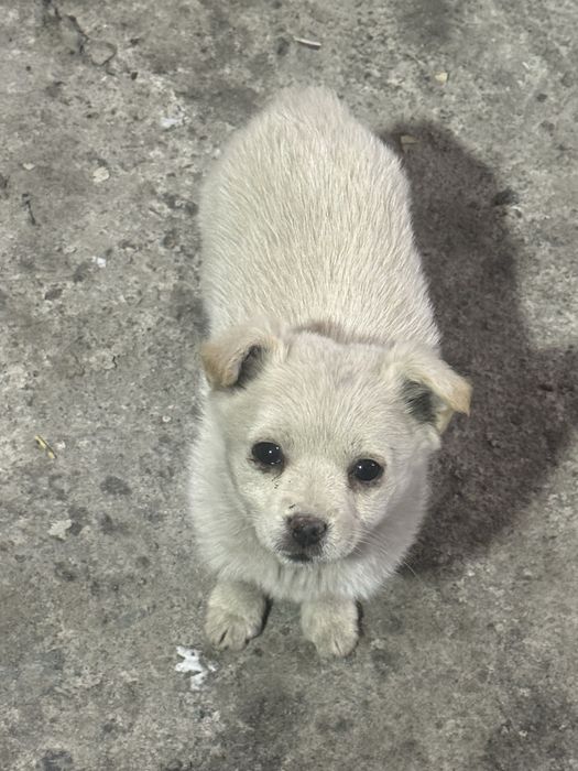 Отдам щенят в добрые руки