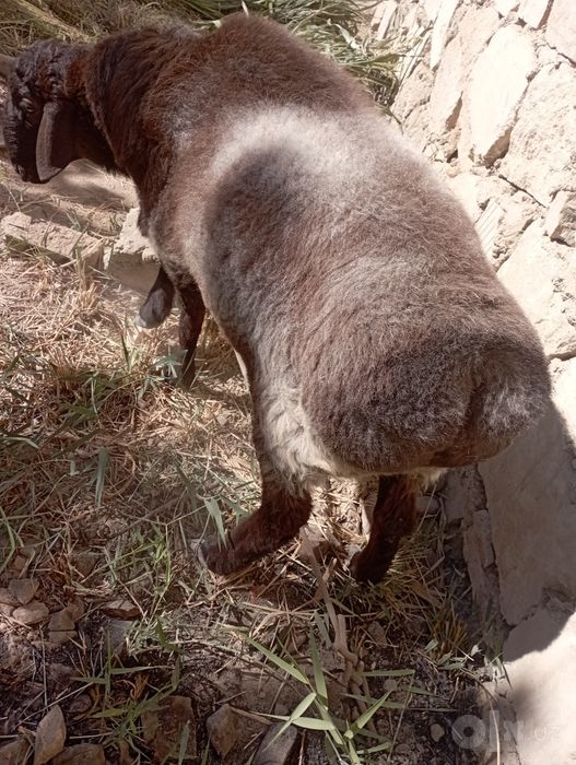 Buxoro tuman Buxoro viloyati