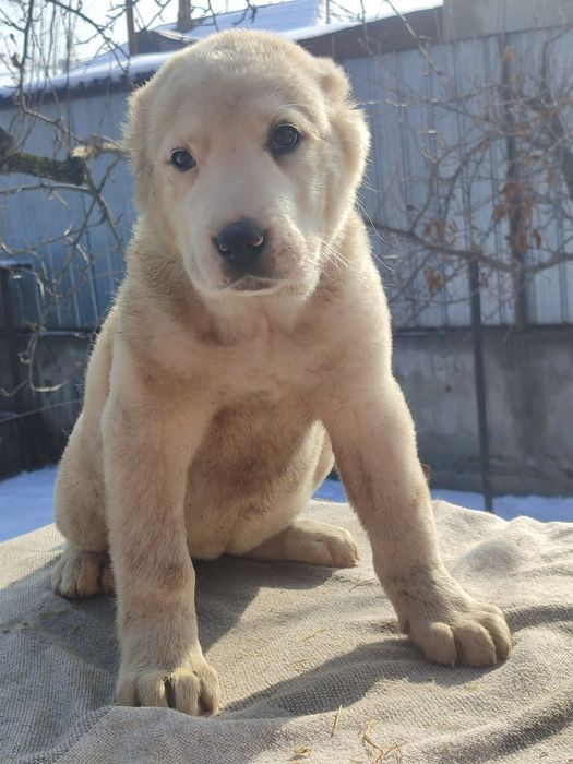 Шикарные породные щенки САО