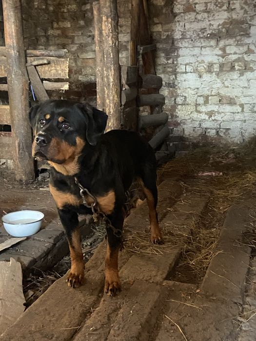 Продам ротвейлер сучка 8месяцом