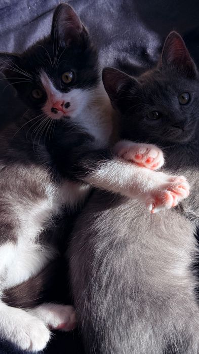 Отдам котят в добрые руки