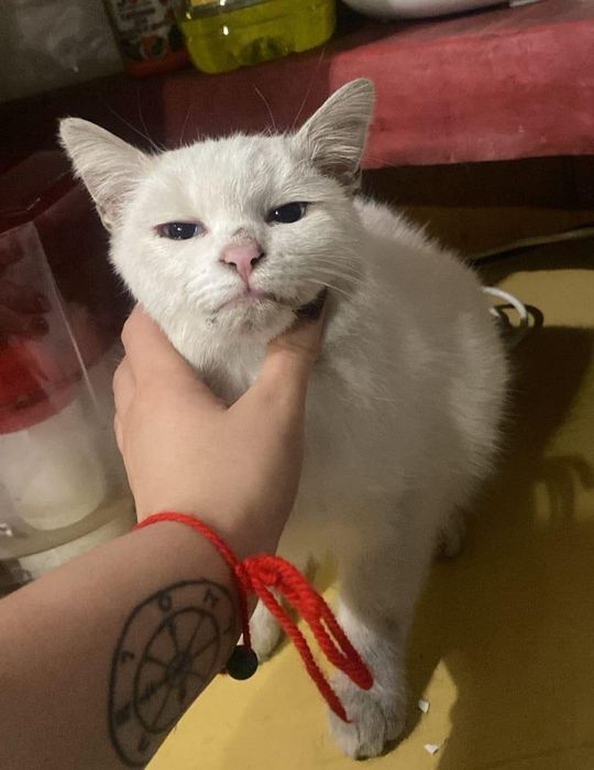 Кошки отдаю в добрые руки