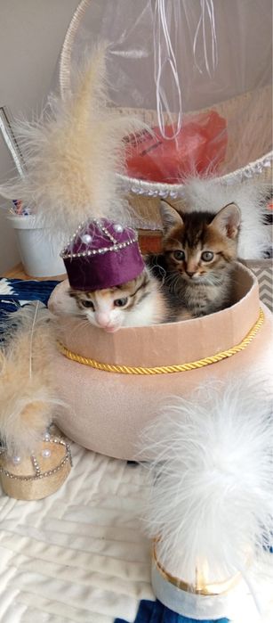 Котята бесплатно