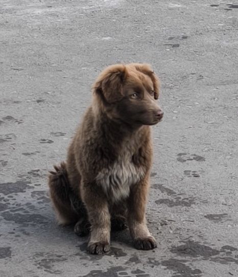 Потерялся щенок девочка