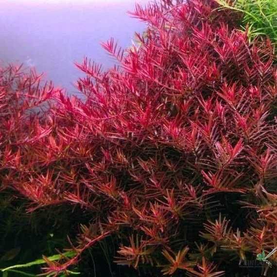 Rotala Blood Red / H'ra,