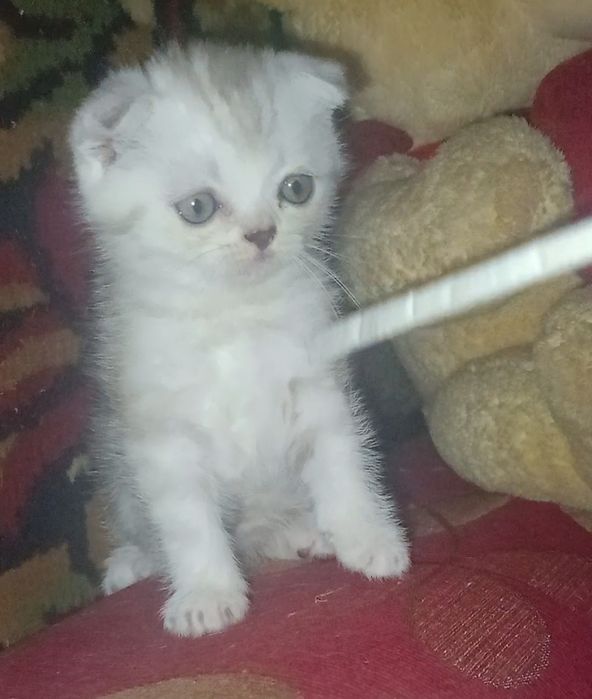 Котятки вислоушки