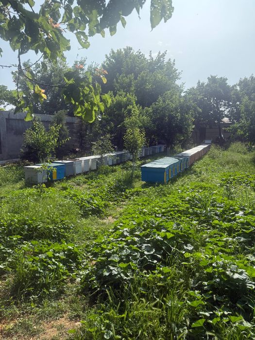 Продается пчелы, семья