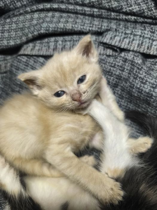 Отдам котят добрые руки!