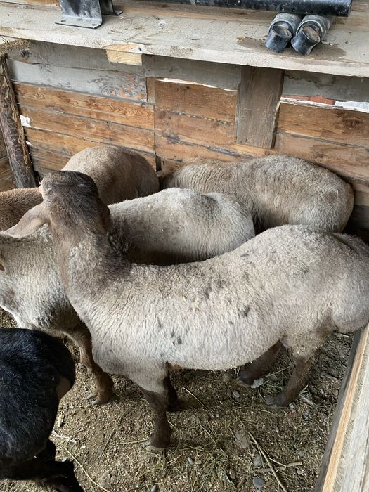 Токты кошкар семыз