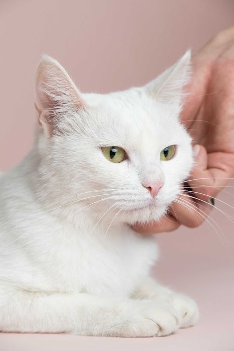 Умная и добрая кошечка ищет дом
