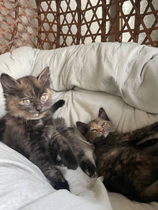 Отдам котят бесплатно