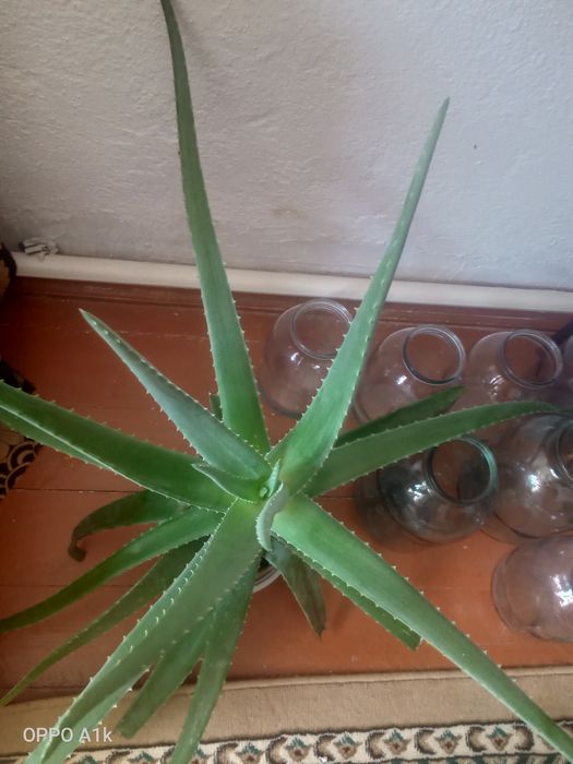 Алоэ вера сатамын