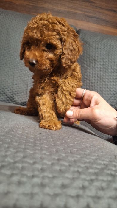 пуделчета играчка/момче и момиче/toy