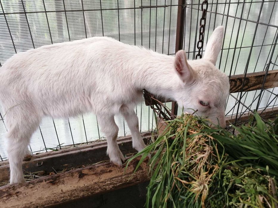 Iezi de vănzare la Diosig