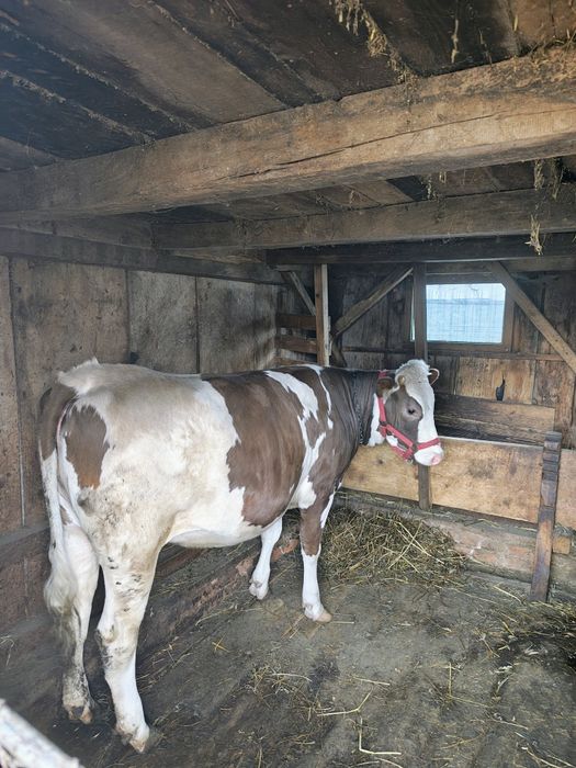 Vițea bălțată românească de vânzare