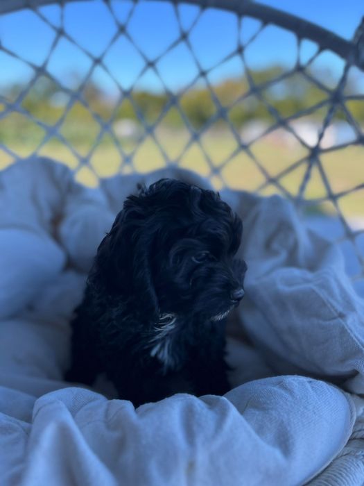 Cavapoo cavalier/pudel