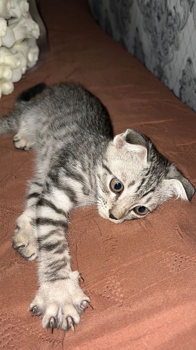 шотландская вислоухая кошка