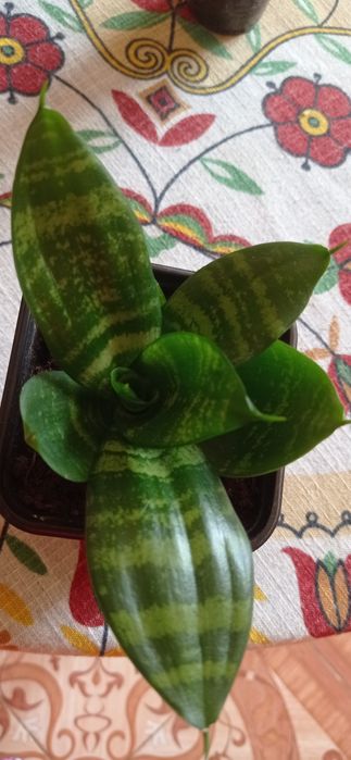 Коланхое лечебное и другие.