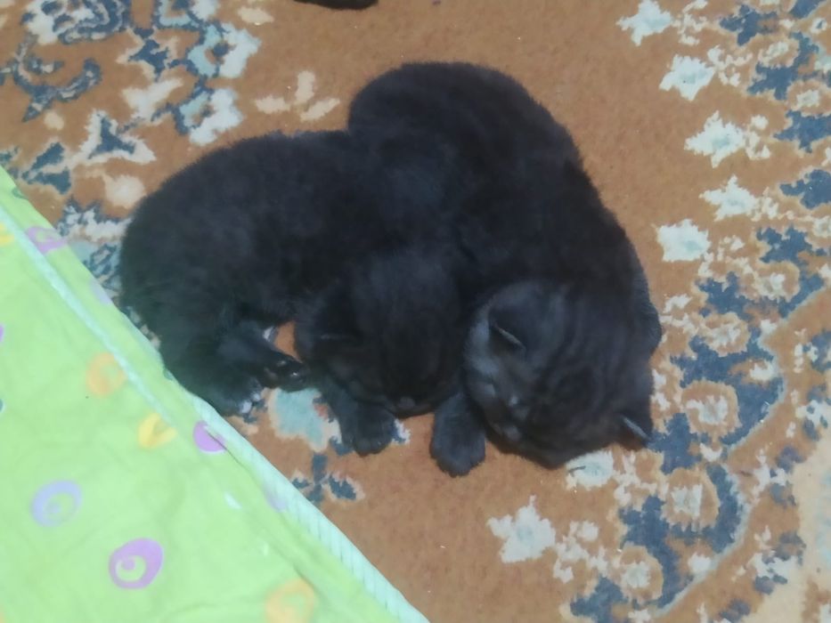 Продам котят британцы