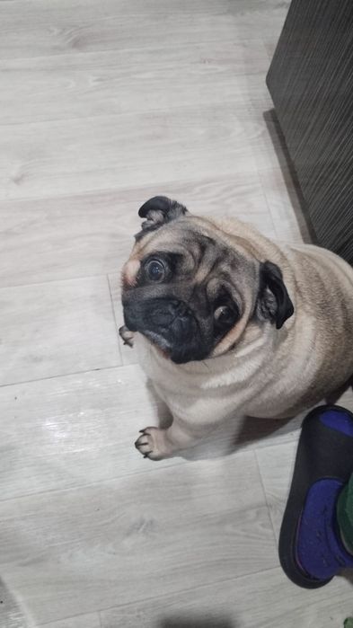 Срочно! Подарю Мопса!