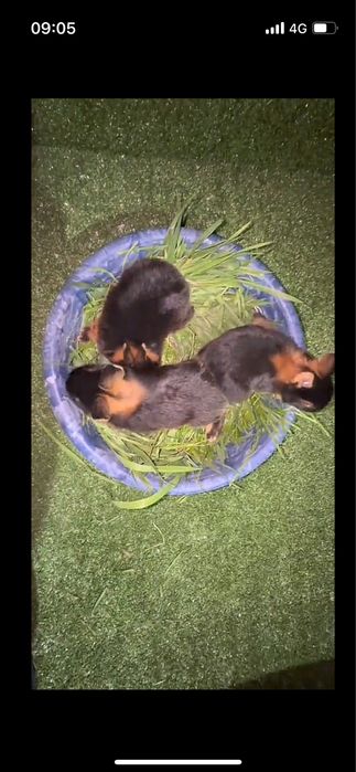 Огнёвка (черно-огненный) кролик